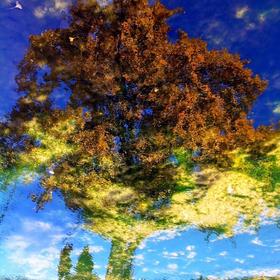 《水润秋色》
以前手机拍摄的，看见水潭里映出的银杏...