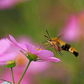 蜂鸟鹰蛾，虽然能在花上悬停，但时间很短，追着拍它还...