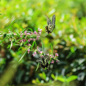 西安植物园，蝴蝶在花间翩翩起舞，在短暂的生命里绽放...