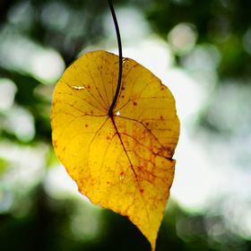 秋季又是阔叶林植被叶子子与树的一场分离...