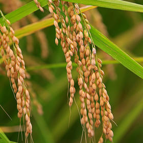 秋天，成熟的稻穗压弯了腰。