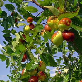 秋天是收获的季节，成熟的果实挂满枝头。...