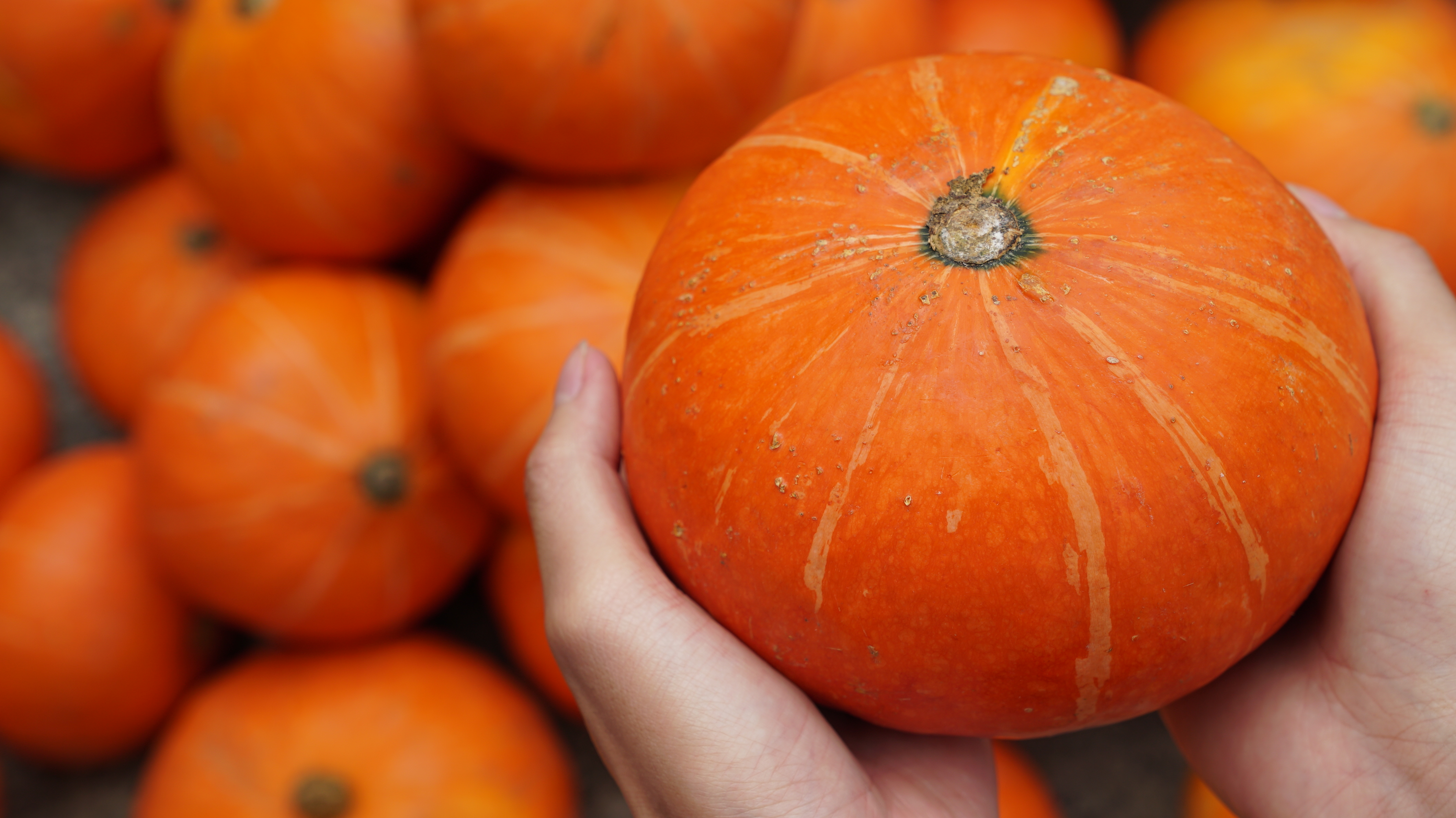 在扶贫活动现场,看见这金贝贝南瓜不错,就借了一位男. - mcgee