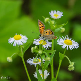 在山脚下的几朵小花上，发现一只蝴蝶，抓拍几张...