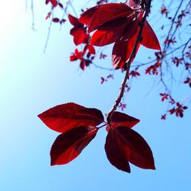 秋天里的红叶格外耀眼