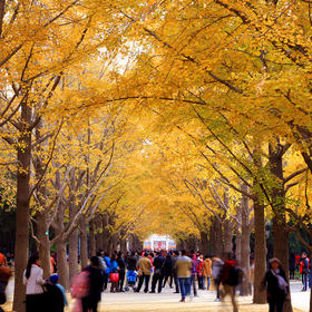 秋意渐浓，北京地坛公园的银杏叶黄了，游人络绎不绝。...