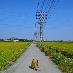 风景在路上。即将成熟的稻谷