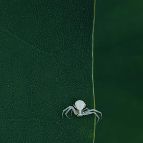 取景：荷叶上的一只蜘蛛

曝光：f/1.81.8 iso200

...