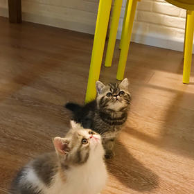 今年家里猫咪生的两只小喵星人，一只手在上面吸引他们...