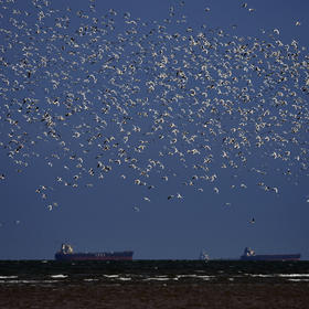 鸟潮--摄于北戴河。