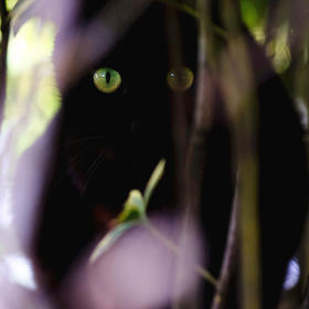 看见一只全黑的猫，拿起相机想拍，却一下子钻进了草丛...
