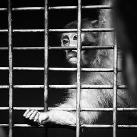 取景：这是在张家界武陵源拍摄的。想表现出猴子被圈养...