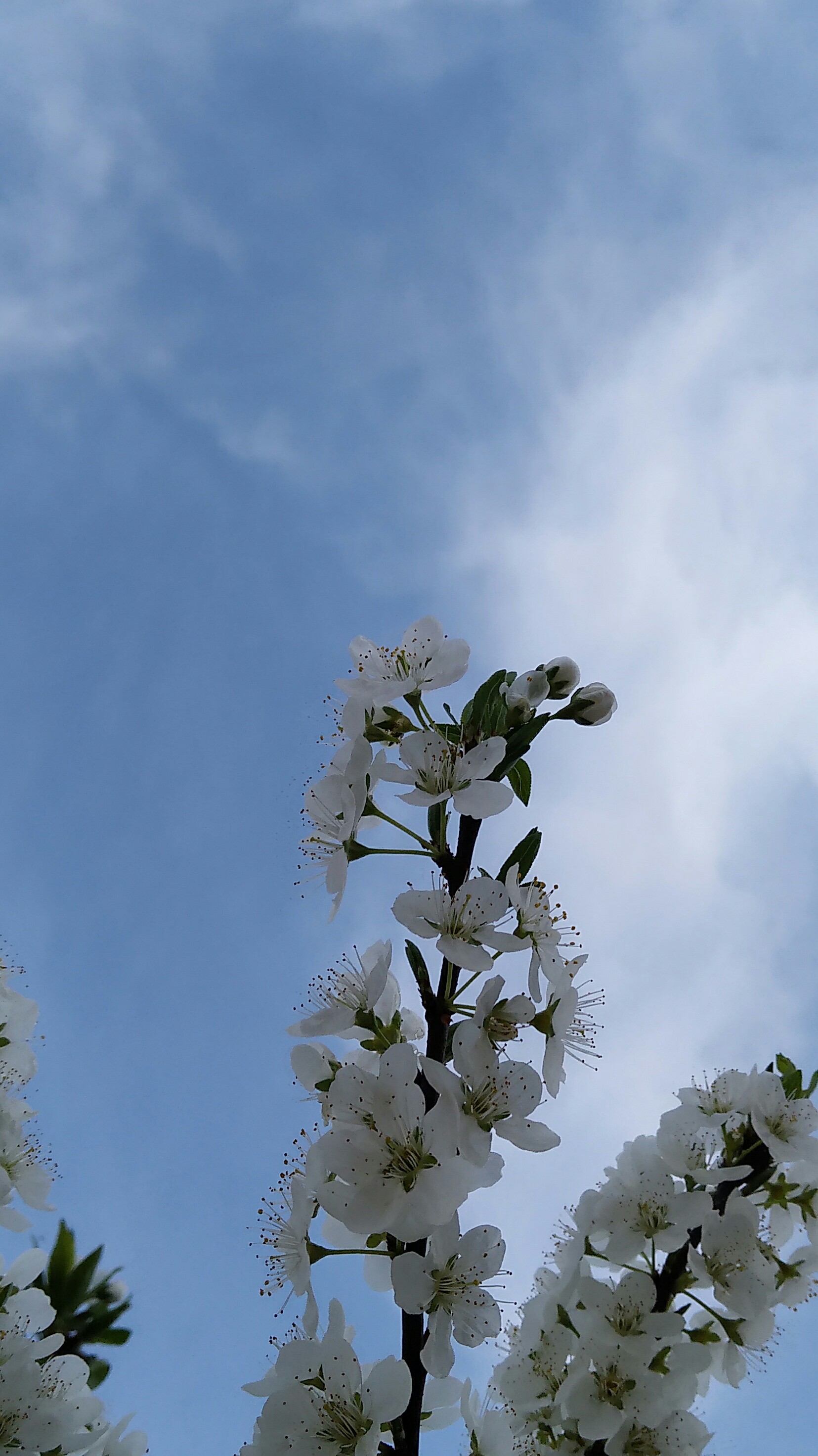 取景: 曝光:虚实:构图:后期: - 蓝色石头