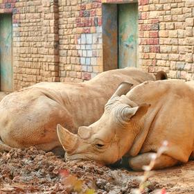 取景：郑州动物园，《两只犀牛分头睡》

曝光：

...