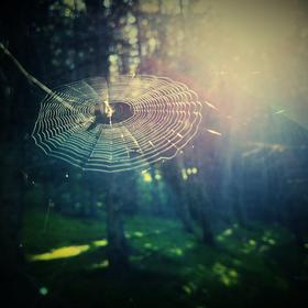 取景：森林里的蛛网在逆光下的轮廓美轮美奂，闪耀着迷...