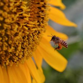 取景：NIKON D3400抓拍采葵蜜的小蜜，满手的花粉，十分...