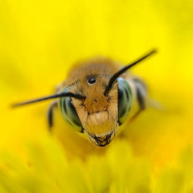 取景：一只蜜蜂落在花心漂亮的眼睛。

曝光：f/1.8 ...