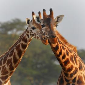 取景：地点在肯尼亚的马塞马拉，一对长颈鹿在一起好像...