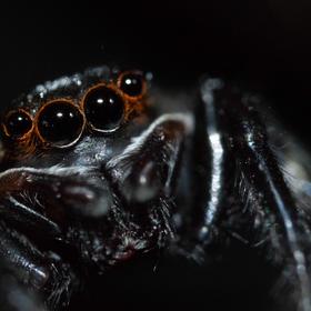 取景：黑色玻璃上拍摄的一只蜘蛛

曝光：闪光灯

...