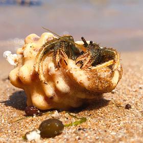 在花鸟岛的沙滩意外发现了一只寄居蟹，当时觉得好可爱...