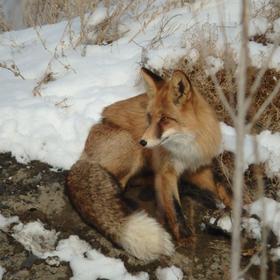 新疆非常荒凉的一个地方，一只狐狸，与我们争夺野鸡...