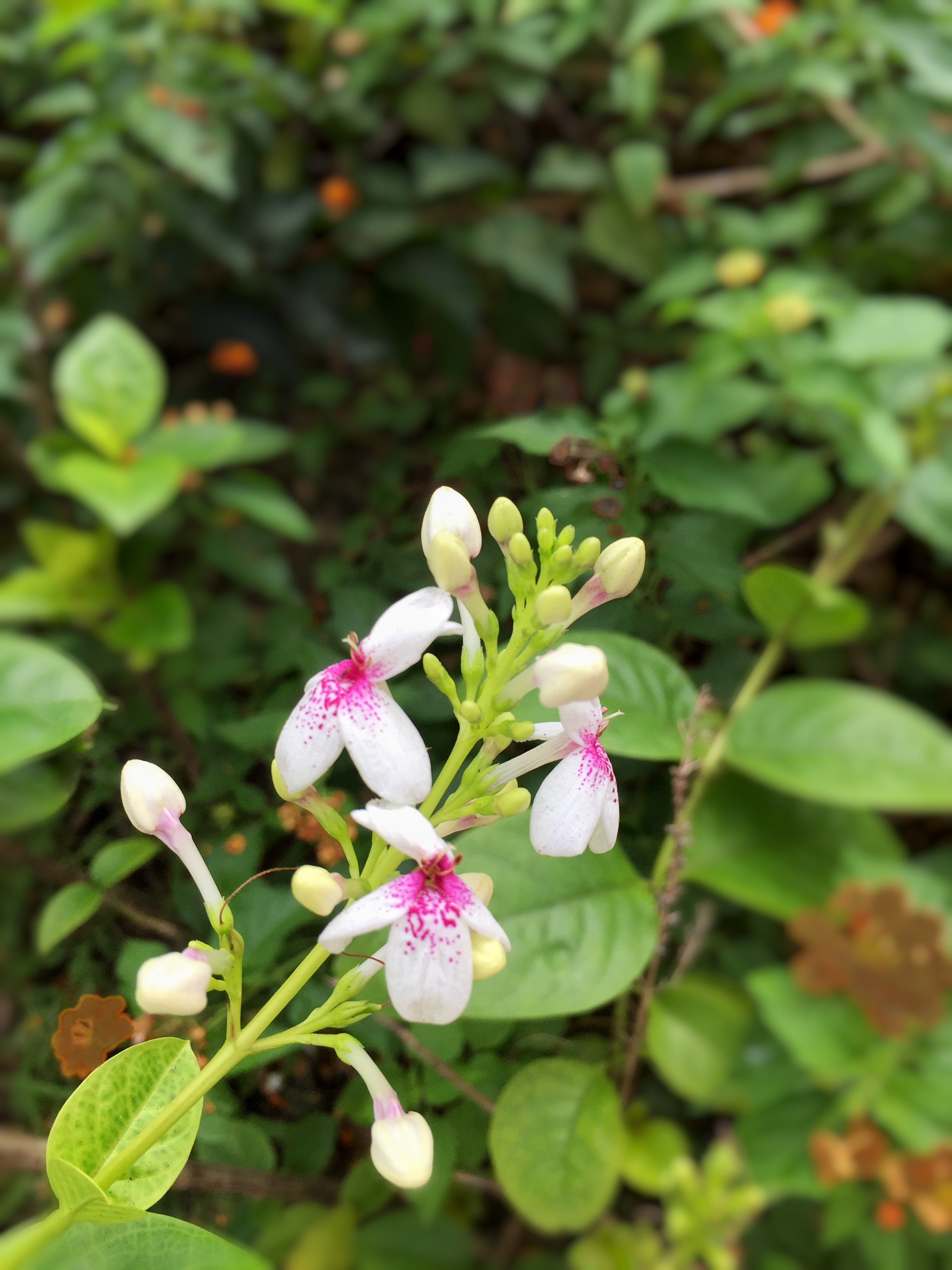 植物 灵枝草 出门散步,在路边看到这花随手一拍