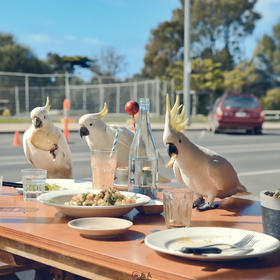 澳大利亚小镇Lorne 吃早饭的时候 隔壁桌客人走后 立马...