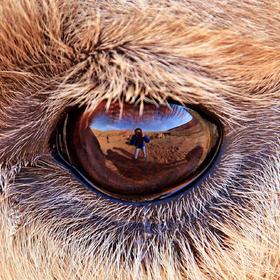 在巴丹吉林沙漠中，突然看见一只骆驼那明亮如水一般的...