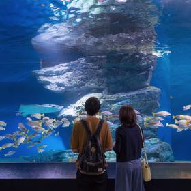 取景：这是品川的一个水族馆，人山人海大家都去看海豚...