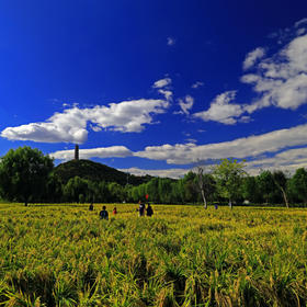 取景：北京玉泉山下的玉东公园，蓝天白云，稻谷飘香。...