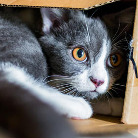 取景：养的猫咪刚刚到家不久，胆小又好奇，喜欢钻纸箱...