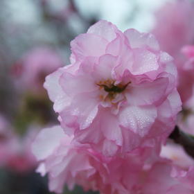 取景：深圳大鹏美丽乡村的樱花，拍摄的时候是阴天，有...