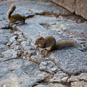 取景：在黄山去光明顶的路上偶遇两只小松鼠在吃花生，...