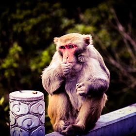 黔灵山公园放养的猴子，正在吃游客给的花生，还会把红...