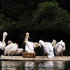 公共澡堂子
摄于广州长隆野生动物园，一群鹈鹕在竹筏上...