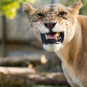 时间地点：周六在上海野生动物园拍的狮子。

环境：狮...