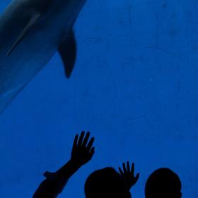 今年6月摄于成都海洋世界，海豚馆内，游人驻足观赏，直...