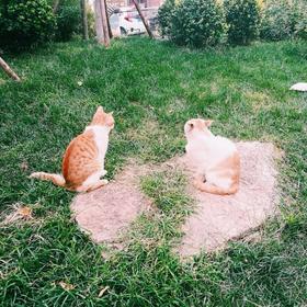 两只猫咪，“大胆”和“小胆”。
