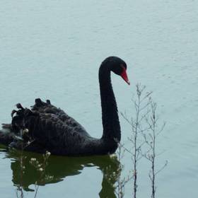 湖里的黑天鹅，乖巧，靠岸了拍的，中间的草感觉还是有...