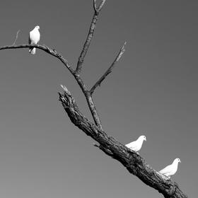 三只红嘴鸥列队站在树枝上。