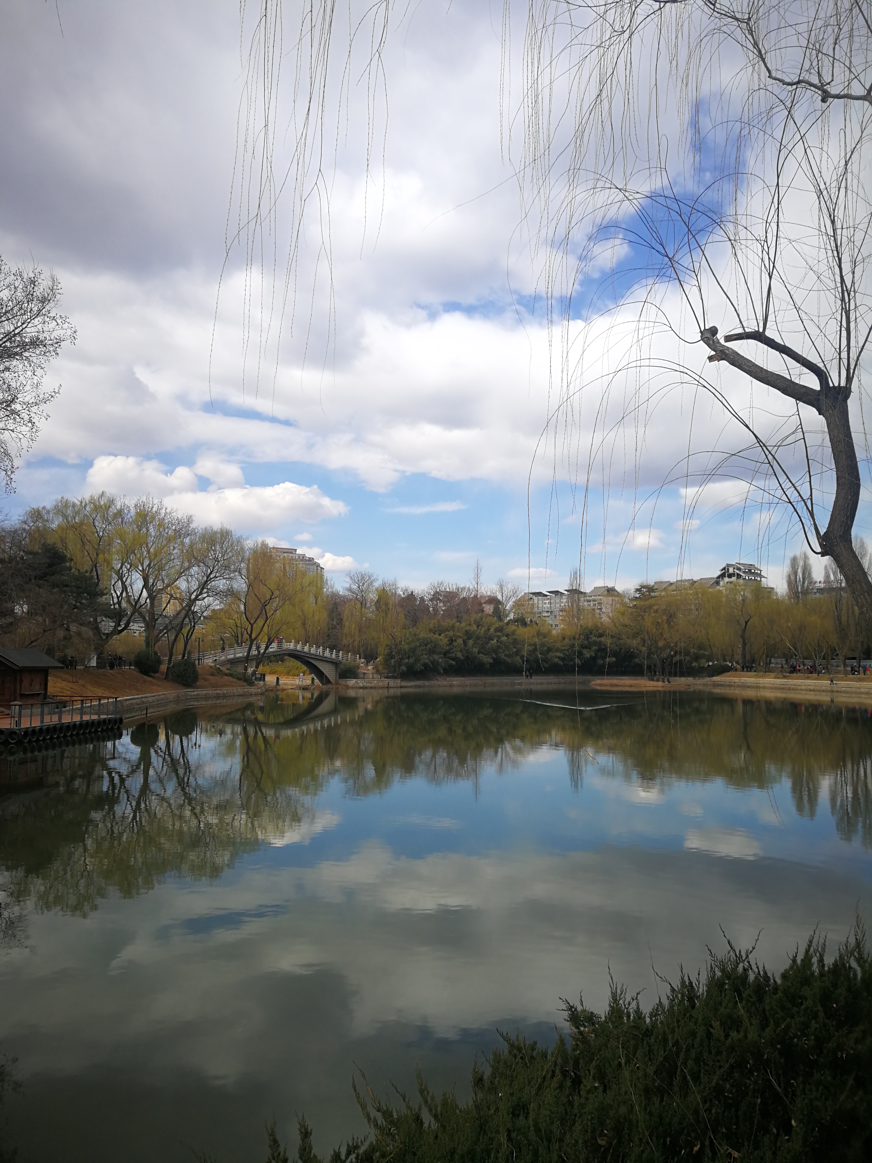 今天在北京紫竹院公园看到湖心的一颗树,湖面的倒影非. - 遇见