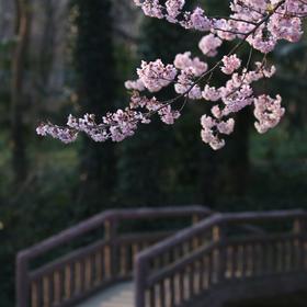 取景：
樱花开了，植物园里人从众，难得回头发现桥边...