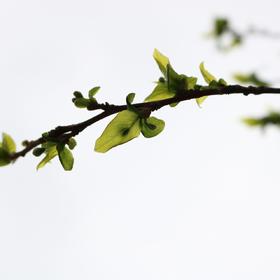 取景：南京玄武湖樱花园，初春刚开的绿芽。

曝光：...
