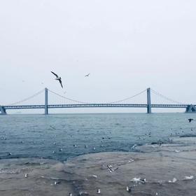 取景：跨海大桥和海鸥

曝光：手机自动曝光

虚实...