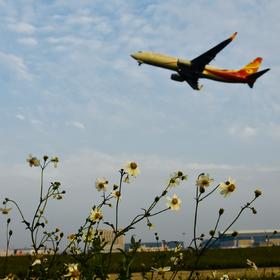 取景：机坪上的一丛野花为前景，刚刚起飞的飞机为背景...
