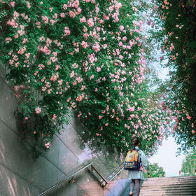 取景：地下通道两边开满了蔷薇，在台阶上仰拍，等一个...