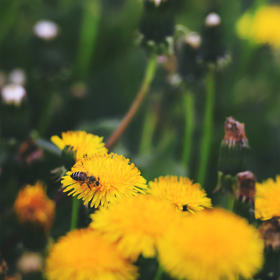 天坛公园初夏花朵盛开，蜜蜂嗡嗡忙采蜜。前景和背景同...