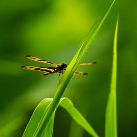 清早的绿草，和安静地停着的蜻蜓，岁月静好。...