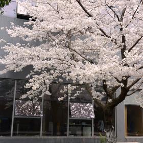取景：无锡大燕科技公司内的樱花树盛开时拍摄的照片
...