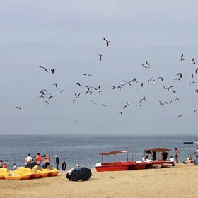 清晨来到海边散步，看见一群海鸥飞舞在沙滩的上空。大...
